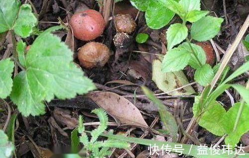 筋骨|农村泛滥满地的野果,是农村娃最爱的零食,现在老人也抢着吃