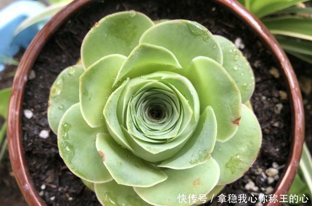 “难养”多肉名单公布，有些很漂亮，谁养谁后悔！