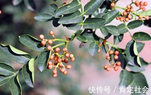 赶跑|中医花椒加一物,连喝5天刮油10斤,湿气口臭都“赶跑”