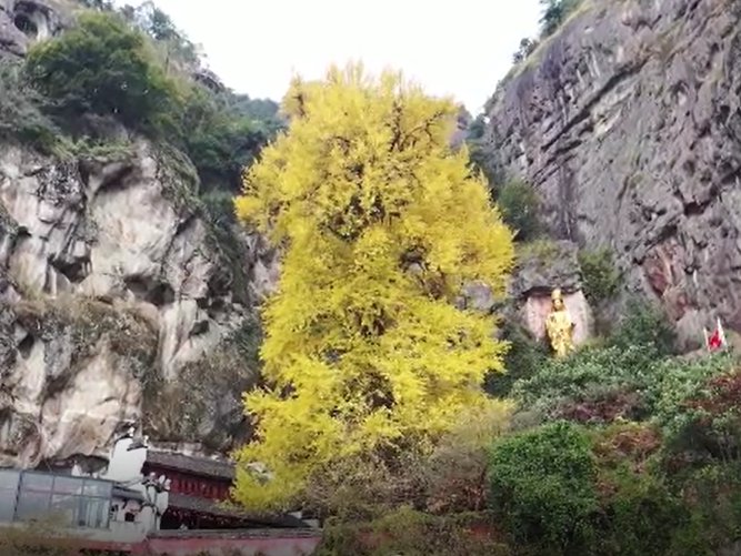 鸟类|【“浙”里景如画】杭州湾湿地公园千亩芦花 成群候鸟；网红银杏绝佳观赏期来了