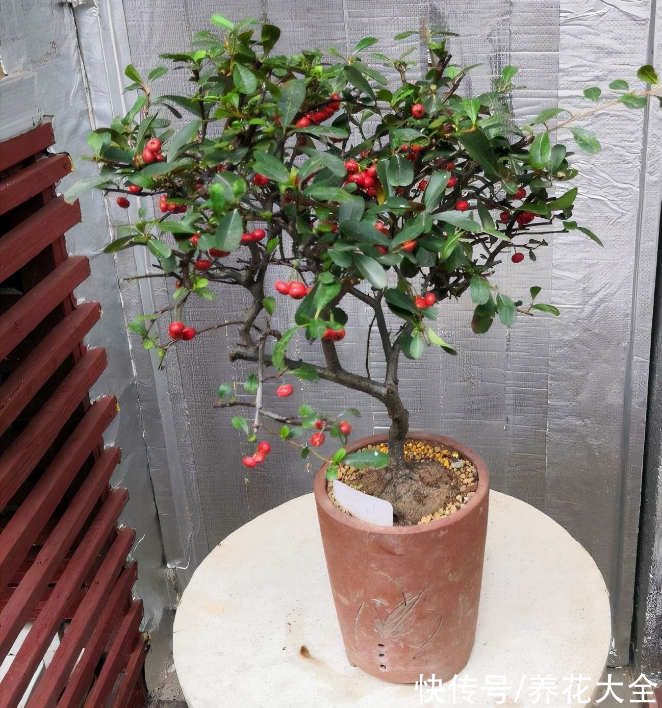 图鉴|100种常见花图鉴，图文并茂非常详细，收藏起来慢慢看