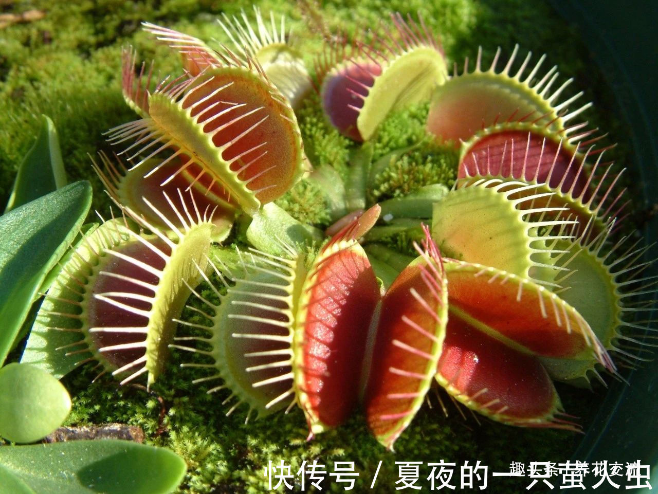 特别小众的13种奇特观赏盆栽，适合养在桌面上，看着都想养几盆