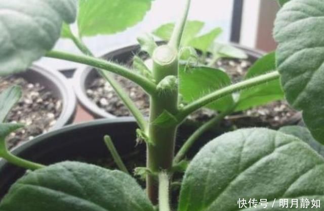 这样剪几刀,枯萎的花立马冒新芽,10天就能蹭蹭开花