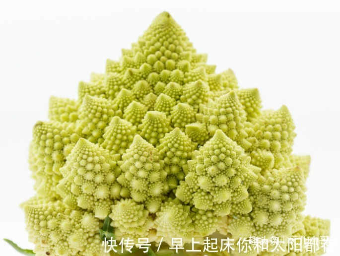 块茎|宝塔花菜脆嫩可口，美容养颜，四招种出绿色美味的宝塔花菜来！