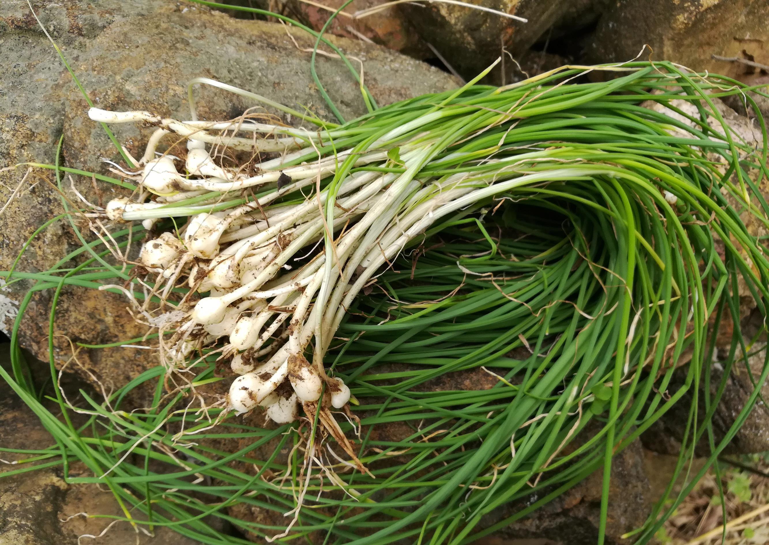 龙宝|农村里随处可见的6种野菜,第5种很多人都没吃过,网友:想试试