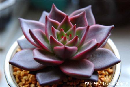 品种|史上最全的莲座状多肉植物大全(上)