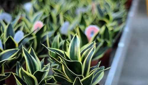 清新|客厅养花,不用多,6盆就能旺一年,空气小清新,常年绿油油