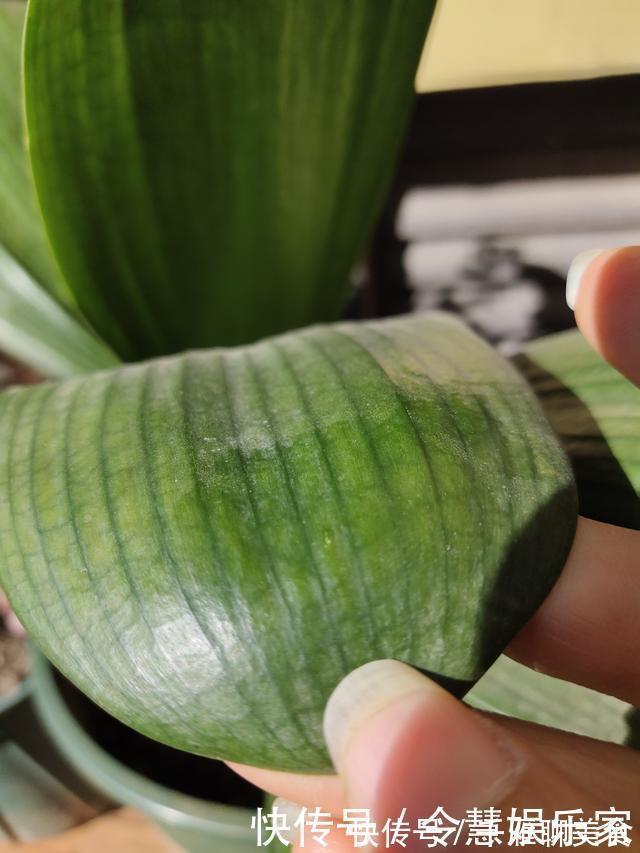 花箭|君子兰催花实操经验，现在行动，一个月后就冒花箭