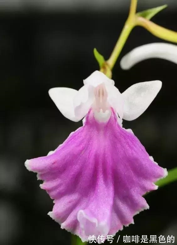 奇花|奇花、奇花、奇花、罕见奇花，赶快打开欣赏吧