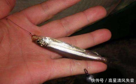 此鱼一年一死,体长不足15CM,自带黄瓜香味,却常被误认成小杂鱼