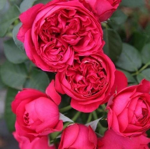 新手必入|对于月季花,我只服此4种,各有各的优,各有各的美