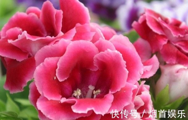 此花花大色艳,植株生长茂盛,适合室内养护欣赏