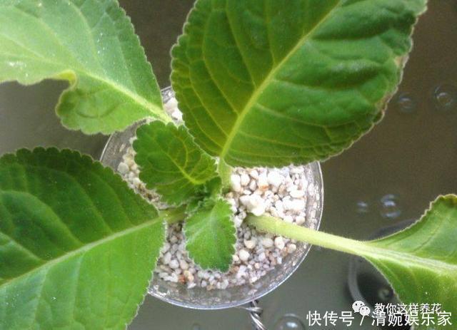 叶片|1种花超耐阴,一点散光就爆盆,花一开就是200多天!