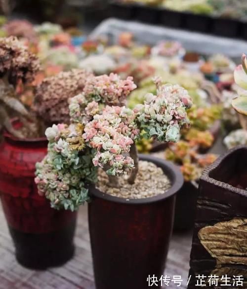 浇水|屋里养的多肉浇水也要看天气吗？为什么？