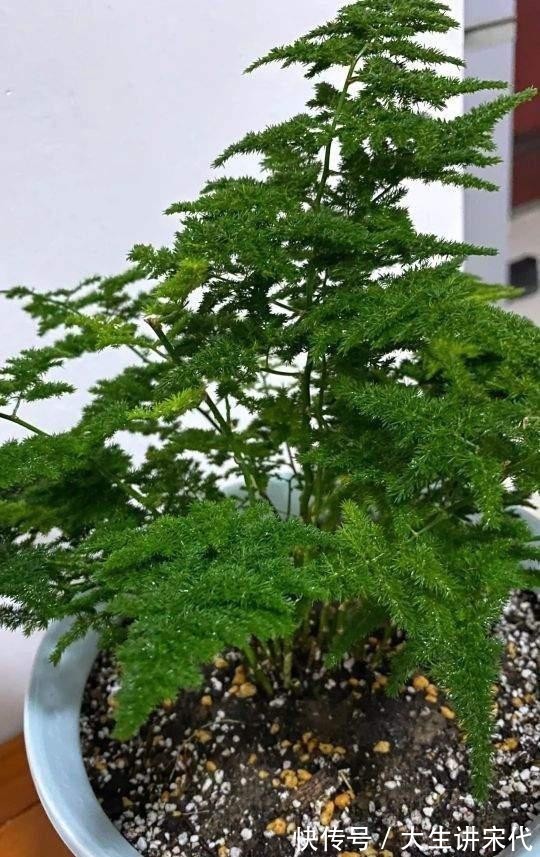 电器|养花时最爱“犯的5个错”,养一盆死一盆,全做过的请举手!