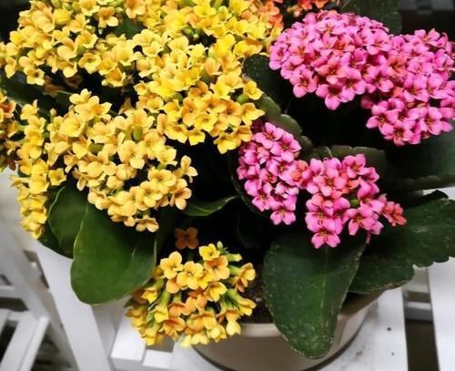 自从学会用蛋壳养花后,家里再没掏过一分钱买肥料