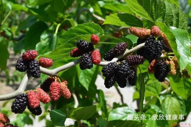 乌发|白发不要染，农村常见的叶子洗头，坚持15天，黑发变回来！