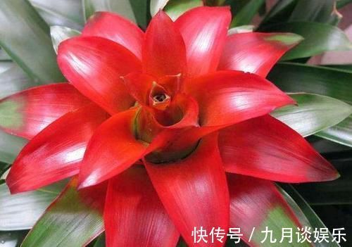 光照|4种花耐阴能力强,而且都是观花植物,家里光照不好也能养