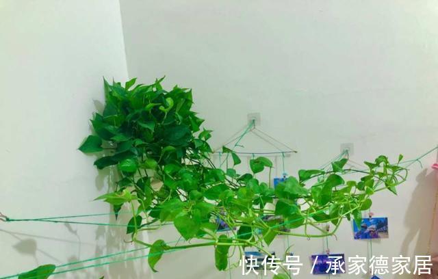 繁殖|天凉了，家里养花，准备开始玩扦插了，一棵变十棵，真有趣