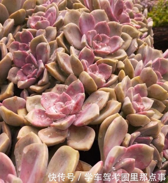 以树干为花盆,可以把紫乐养出“一面墙”,感兴趣可以试试!