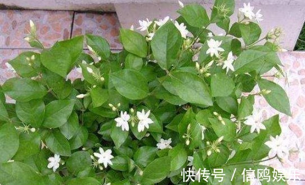 养花要“摘心”,摘完越养越好,来年长得“旺”,枝繁叶茂花期长