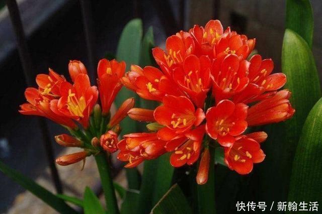 养君子兰浇水“别多手”，少做个动作，不烂叶、不烂根，花苞直冒