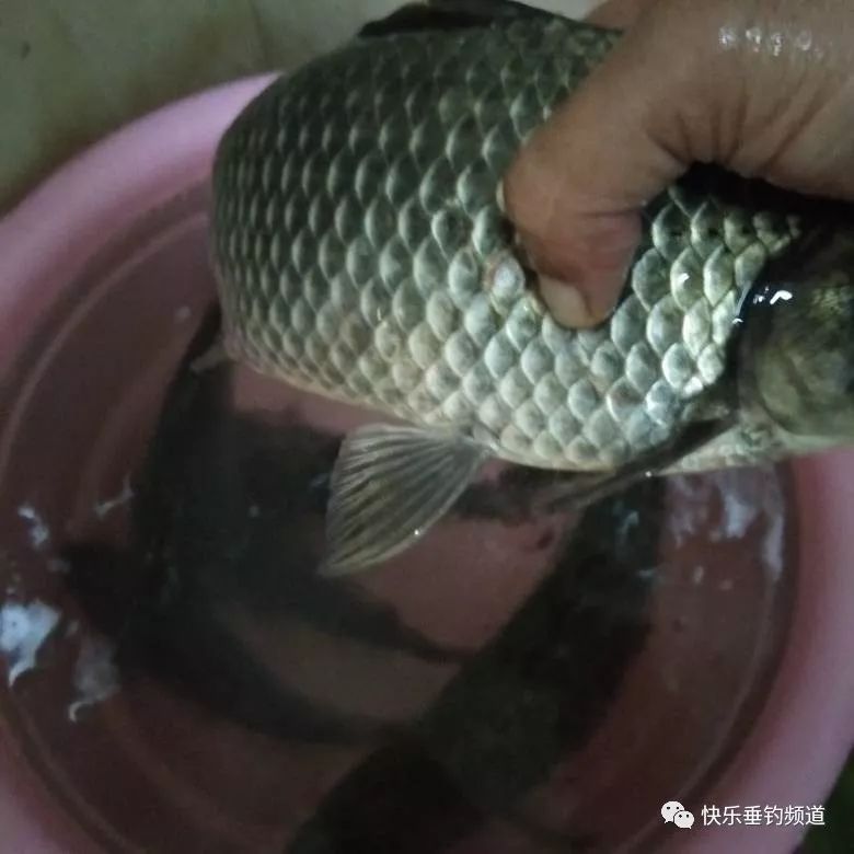 钓友|鲫鱼钓了58余年,总结了这套顺口溜,学会包你百钓不厌!