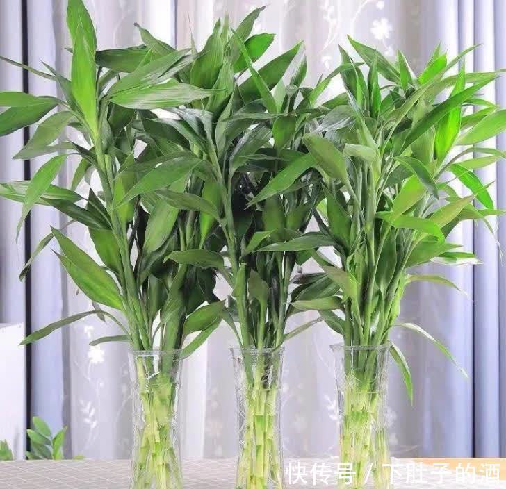 吊兰|建议爱花人:4种花,加起来不超百元,却有好寓意