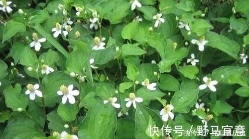 免疫力|它是天然的“青霉素”，常吃能增强免疫力，让你身体健康少生病