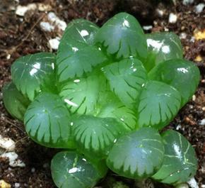 养护|4种清新喜人的多肉植物,颜值高好养护,适合女生养!