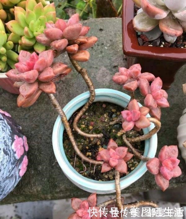 普货|她养多肉,专选“大普货”,养成独特“怪老桩”,大家都夸赞!