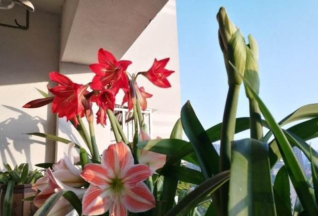 朱顶红开花之后,一个“小动作”,又开一茬花,花大色艳特别美