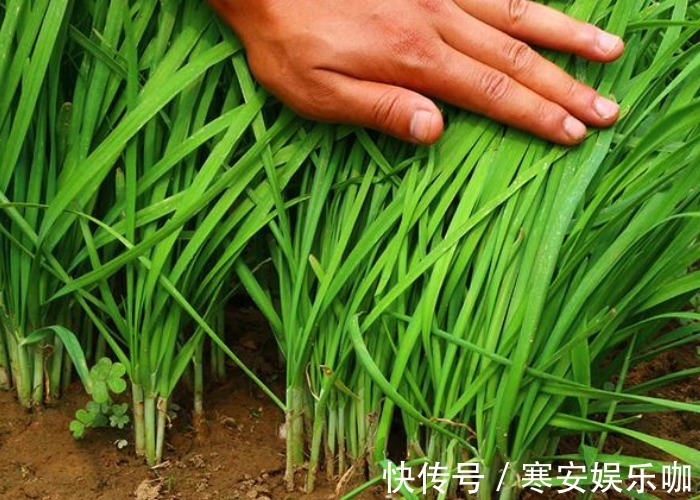 想要韭菜长得壮,割完掌握这些方法后,韭菜一茬比一茬长的壮!