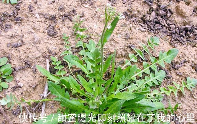 荠菜|这菜只有这个季节有,营养价值丰富,多弄一点囤起来,吃不够!