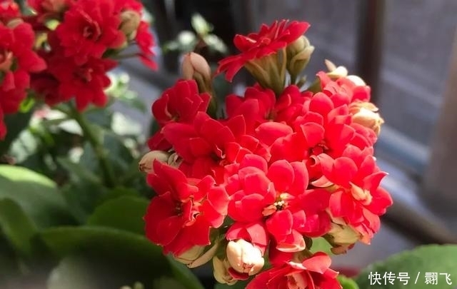 迎新春,这3种花必不可少,喜庆吉祥,过大节