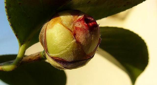 茶花花期做好“三点”，花苞再也不会“打不开”