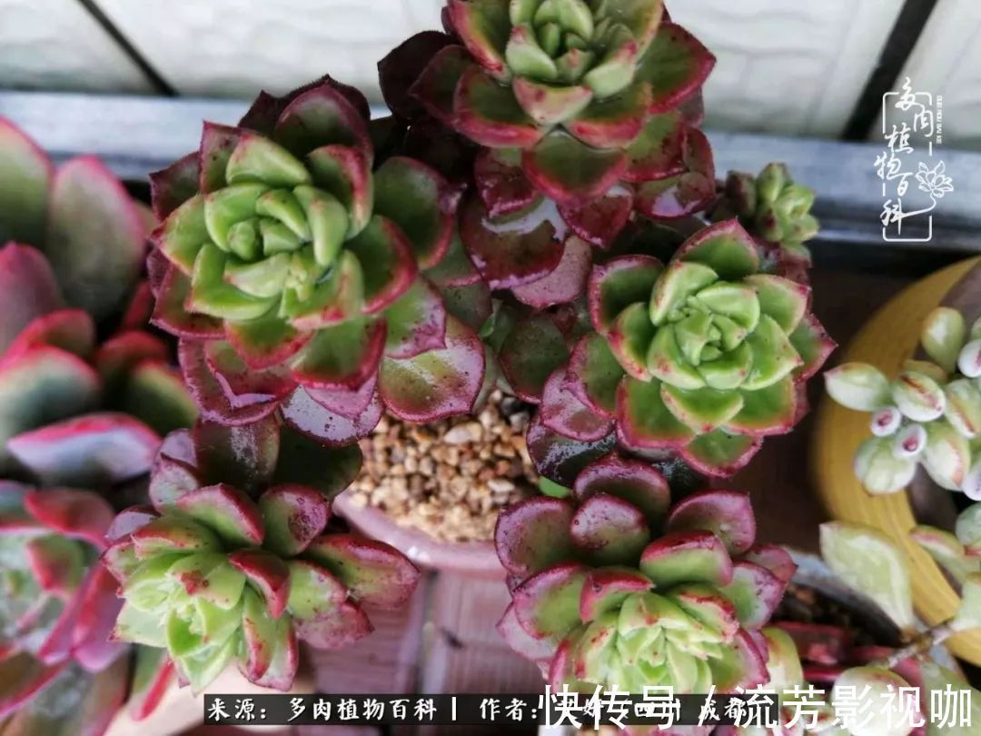 多肉|人生有时候就像多肉，不是不出彩，只是经历的时光还不够！