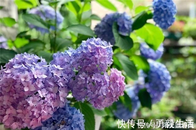 绣球花开花稀拉拉，一剪一补一遮，轻松爆成大花球！