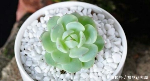 新手养肉难？这些好看又好养的多肉，非常适合新手！你都养过吗？