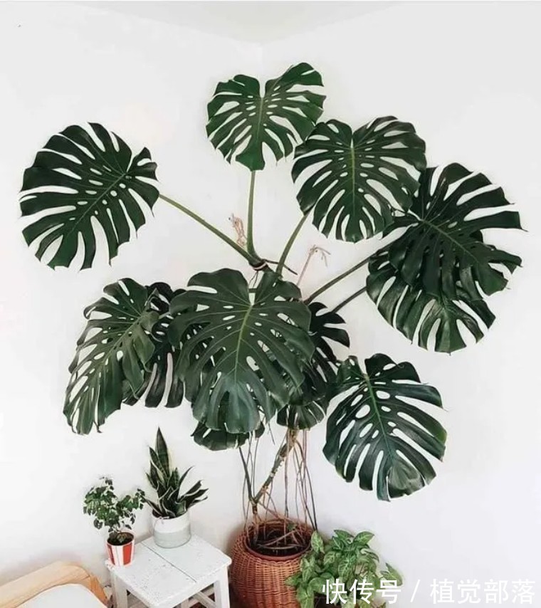 龟背竹叶子卷曲的原因与解决办法汇总