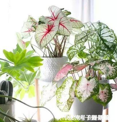 4种花自带财运，家里养一盆，招财纳福好运来，给点水就疯长！