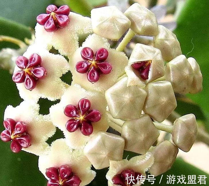 养花|养花试试这几款,白色的花朵,安静祥和