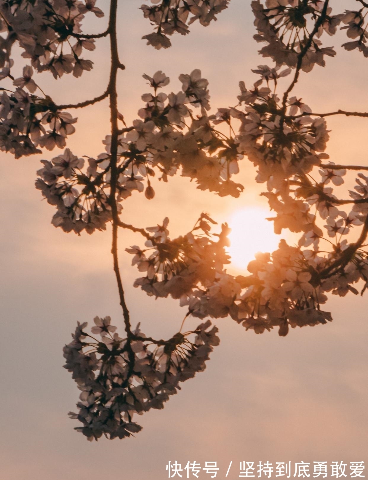 蜗牛角#白居易酒后写的一首哲理诗,短短28字温暖人心,送给消沉的你