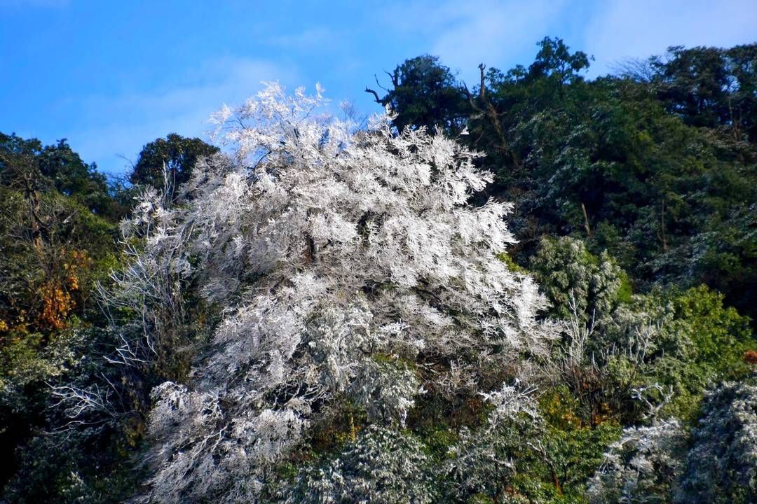 黄荆|美出新境界 四川古蔺黄荆老林立冬雪后现雾凇奇观