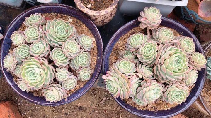 红边|姐姐养了9年的多肉,没有买肥就用它,个个长成精!