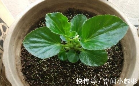 四季海棠|养盆这一种花，遇土就活，四季开花，种一盆，开一年，美过绿萝！