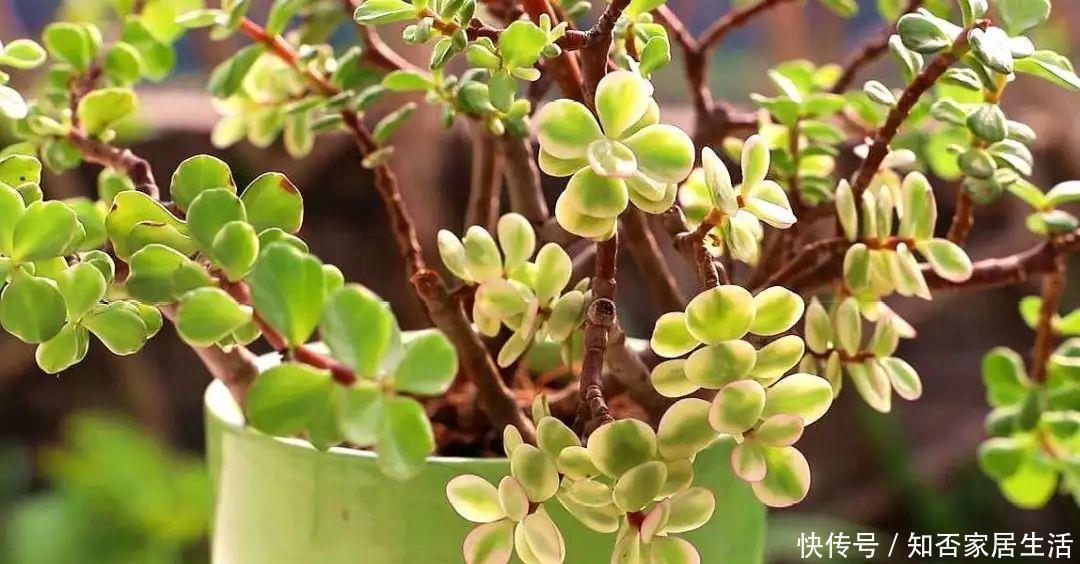 雅乐之舞|马齿苋属多肉三种你分清了吗?一起认识一下吧,美观清丽又脱俗