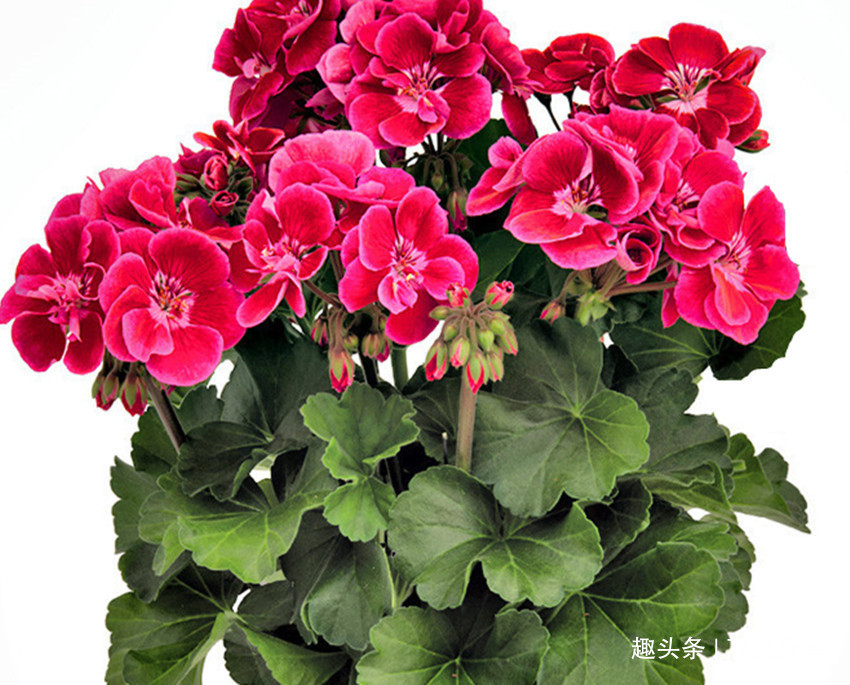 十种最适合新手养的花,怎么折腾都好养,总有一款适合你