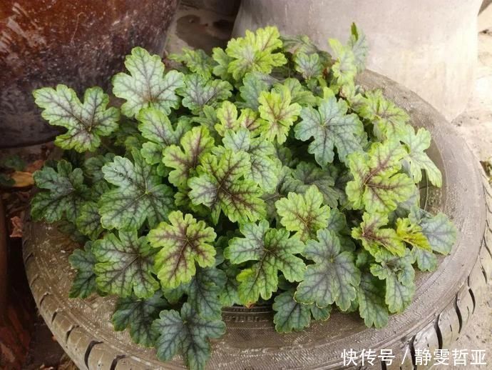 虎皮兰,红掌,吊兰养成老桩,变成大树,真壮观