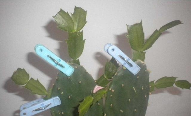 刚上盆的仙人掌可以直接嫁接蟹爪兰吗有什么地方需要格外注意的